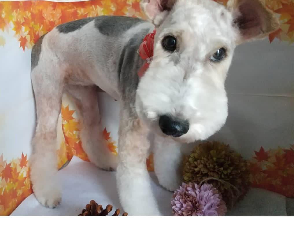 オーナー施術風景