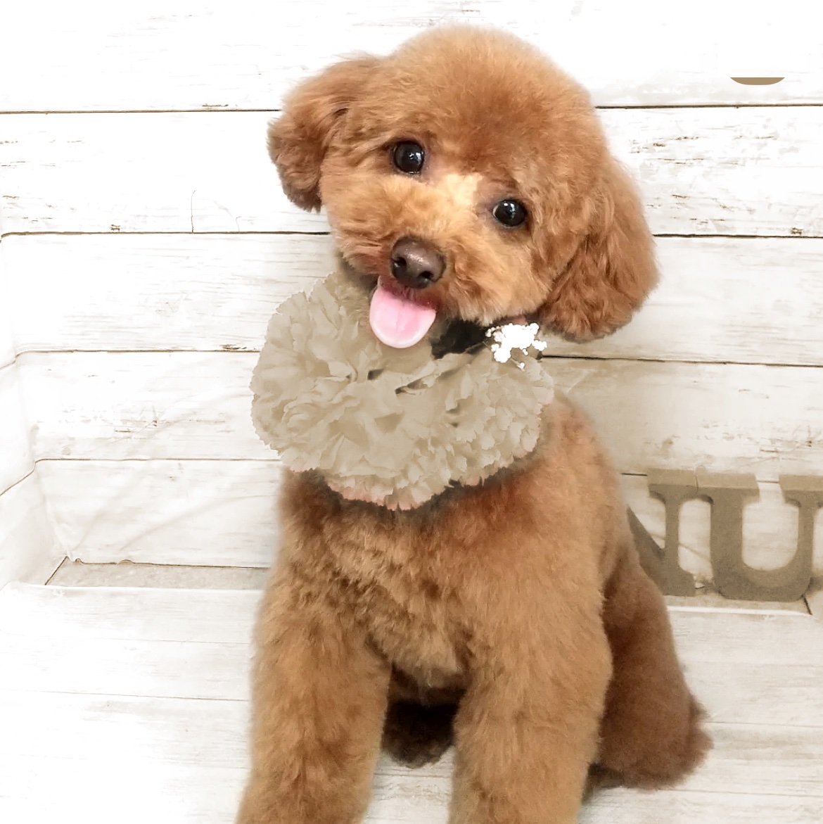 トリミング後のかわいいワンちゃん